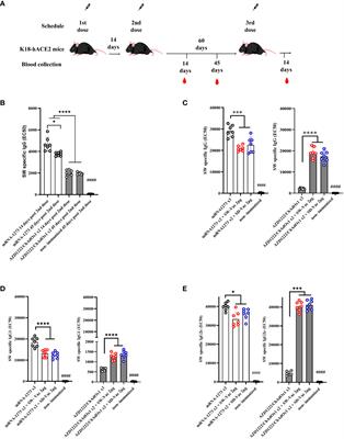 Heterologous booster with a novel formulation containing glycosylated trimeric S protein is effective against Omicron